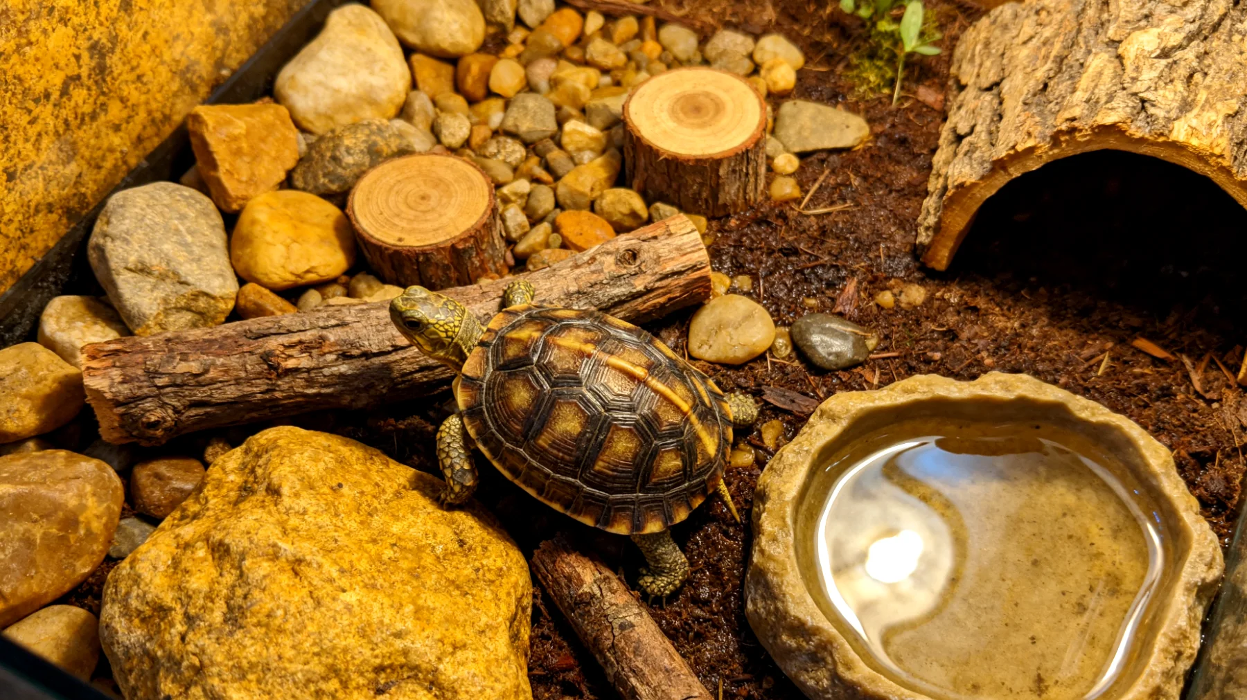 Schildkröten können nicht kastriert werden, daher ist es wichtig, alternative Beschäftigungsmöglichkeiten und Spielideen zu finden, um ihre natürliche Neugier und Aktivität zu fördern, besonders bei der Gestaltung eines abwechslungsreichen Geheges"